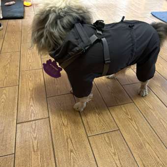 Комбинезон-дождевик для собак и кошек Зоозавр: отзыв пользователя. Зоомагазин Зоозавр