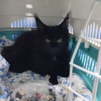 Корм для котят Royal Canin 2кг Maine Coon породы мейн-кун: отзыв пользователя. Зоомагазин Зоозавр