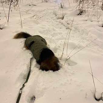 Жилет для собак Zoozavr хаки 55: отзыв пользователя. Зоомагазин Зоозавр