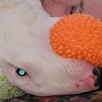 Игрушка для собак Barbaks Массажный фрукт с зубчиками пищит 12.4*7.9см ТПР в ассортименте: отзыв пользователя. Зоомагазин Зоозавр