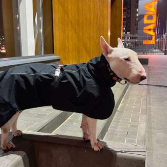 Попона для собак Зоозавр тёмно-синяя 60: отзыв пользователя. Зоомагазин Зоозавр