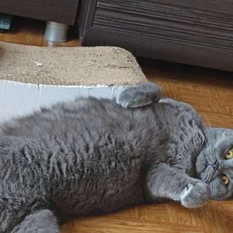 Корм сухой для кошек ROYAL CANIN Fit 32 400г: отзыв пользователя. Зоомагазин Зоозавр