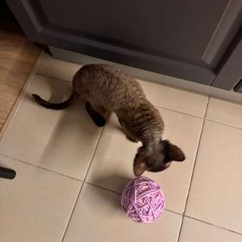 Игрушка для кошек Barbaks Клубок из пряжи 10см: отзыв пользователя. Зоомагазин Зоозавр
