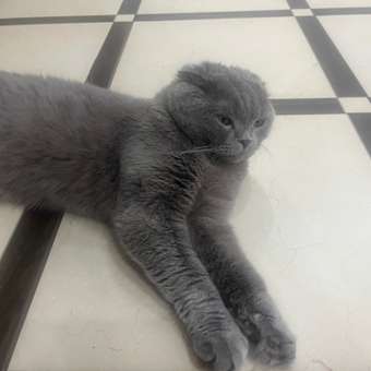 Корм для кошек Carnica 0,4кг с индейкой сухой: отзыв пользователя. Зоомагазин Зоозавр