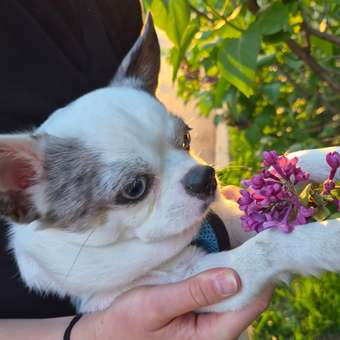 Корм для собак ROYAL CANIN миниатюрных пород 1.5кг: отзыв пользователя. Зоомагазин Зоозавр