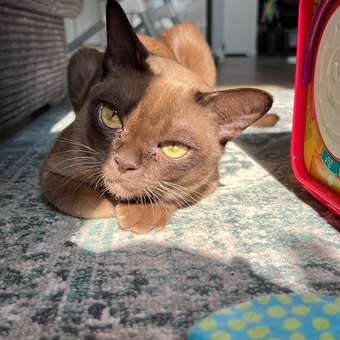 Корм для кошек Carnica 85г с лососем кусочки в соусе консервированный: отзыв пользователя. Зоомагазин Зоозавр