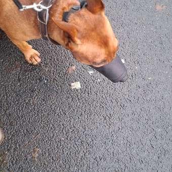 Намордник для собак Gamma №M 11562003: отзыв пользователя. Зоомагазин Зоозавр