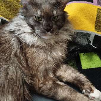 Корм влажный для кошек ROYAL CANIN Instinctive 85г желе пауч 77848: отзыв пользователя. Зоомагазин Зоозавр