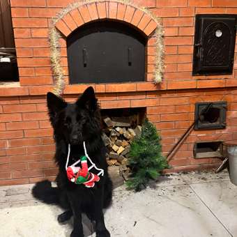 Корм для щенков ROYAL CANIN Maxi Puppy 3кг: отзыв пользователя. Зоомагазин Зоозавр