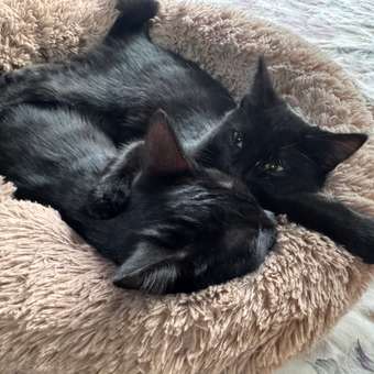 Корм сухой для котят ROYAL CANIN Mother and Babycat 2кг: отзыв пользователя. Зоомагазин Зоозавр