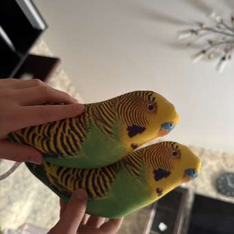 Мягкая игрушка Tallula попугай Волнистый: отзыв пользователя Детский Мир