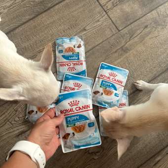 Корм для щенков Royal Canin Mini Puppy мелких пород до 10 месяцев кусочки в соусе пауч 85г: отзыв пользователя. Зоомагазин Зоозавр