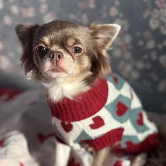 Джемпер для собак и кошек Зоозавр: отзыв пользователя. Зоомагазин Зоозавр