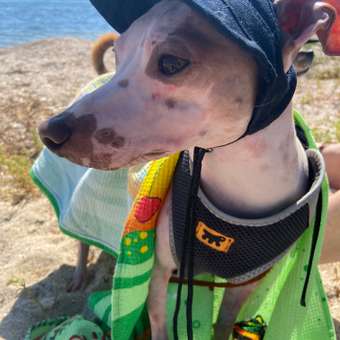 Кепка для собак Зоозавр: отзыв пользователя. Зоомагазин Зоозавр