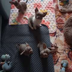 Фото отзыва 10718351