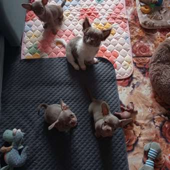 Вакцина для собак Ветбиохим Астерион DHPPILR 1доза: отзыв пользователя. Зоомагазин Зоозавр