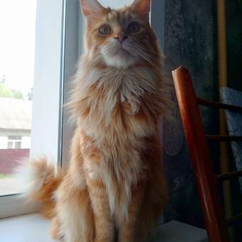 Корм сухой для кошек ROYAL CANIN Maine Coon 4кг породы мейн-кун: отзыв пользователя. Зоомагазин Зоозавр