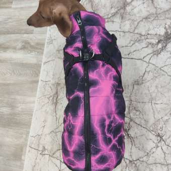 Комбинезон для собак и кошек Зоозавр: отзыв пользователя. Зоомагазин Зоозавр