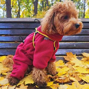 Комбинезон для собак и кошек Зоозавр: отзыв пользователя. Зоомагазин Зоозавр