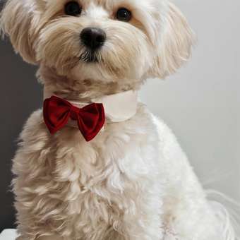 Галстук-бабочка Зоозавр для собак и кошек: отзыв пользователя. Зоомагазин Зоозавр