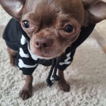 Толстовка для собак и кошек Зоозавр: отзыв пользователя. Зоомагазин Зоозавр