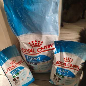 Корм для щенков ROYAL CANIN Puppy мелких пород 4кг: отзыв пользователя. Зоомагазин Зоозавр