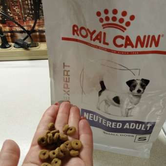 Корм для собак ROYAL CANIN Ньютрид Эдалт Смол Догз 0.8кг: отзыв пользователя. Зоомагазин Зоозавр