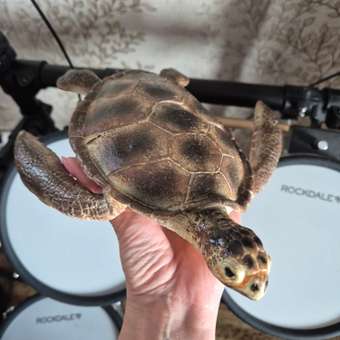 Фигурка Attivio Черепаха: отзыв пользователя ДетМир