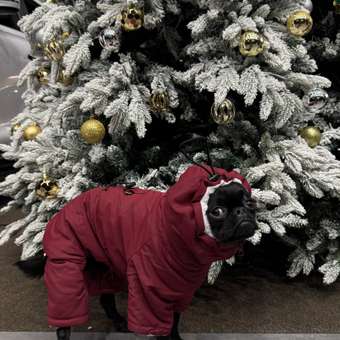 Комбинезон для собак и кошек Зоозавр: отзыв пользователя. Зоомагазин Зоозавр