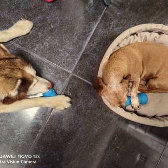 Игрушка для собак Barbaks Гантель-погрызайка внутрь можно класть лакомства 13.1*5.7см резина: отзыв пользователя. Зоомагазин Зоозавр