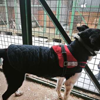 Попона для собак Зоозавр тёмно-синяя 55: отзыв пользователя. Зоомагазин Зоозавр