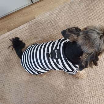 Свитшот для собак и кошек Зоозавр: отзыв пользователя. Зоомагазин Зоозавр