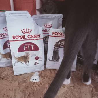 Корм сухой для кошек ROYAL CANIN Fit 32 400г: отзыв пользователя. Зоомагазин Зоозавр