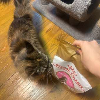 Корм для котят Royal Canin 2кг Maine Coon породы мейн-кун: отзыв пользователя. Зоомагазин Зоозавр