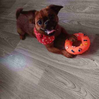 Ошейник для собак Rabizy Лапки 48 см: отзыв пользователя. Зоомагазин Зоозавр