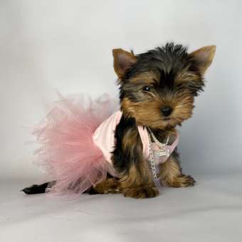 Платье для собак и кошек Зоозавр: отзыв пользователя. Зоомагазин Зоозавр