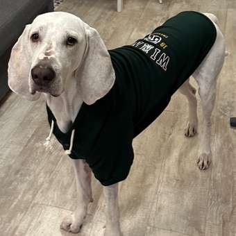 Толстовка для собак и кошек Зоозавр: отзыв пользователя. Зоомагазин Зоозавр