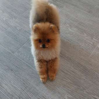 Корм для собак ROYAL CANIN породы померанский шпиц 0.5кг: отзыв пользователя. Зоомагазин Зоозавр