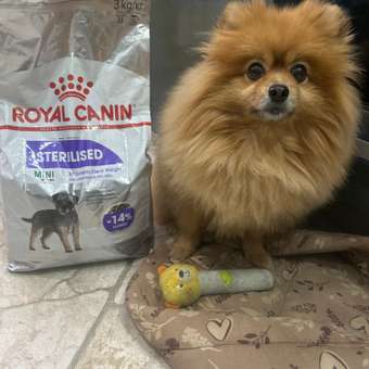 Корм для собак ROYAL CANIN Mini Sterilised стерилизованных 3кг: отзыв пользователя. Зоомагазин Зоозавр