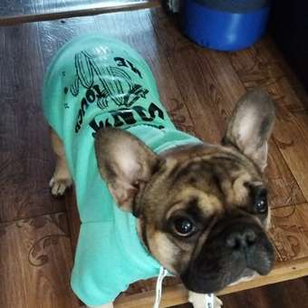 Толстовка для собак и кошек Зоозавр: отзыв пользователя. Зоомагазин Зоозавр