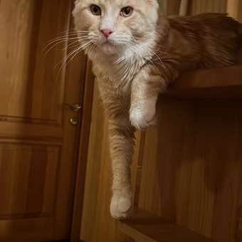 Корм для котят Royal Canin 2кг Maine Coon породы мейн-кун: отзыв пользователя. Зоомагазин Зоозавр