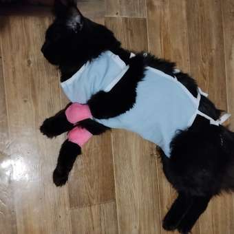 Корм для котят ROYAL CANIN Gastrointestinal kitten при нарушениях пищеварения 350г: отзыв пользователя. Зоомагазин Зоозавр