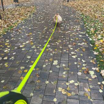 Рулетка Flexi New Classic S лента 5м до 15кг Желтый неон: отзыв пользователя. Зоомагазин Зоозавр