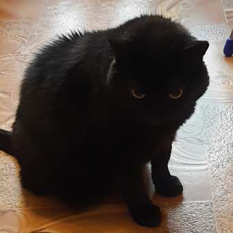 Корм сухой для кошек ROYAL CANIN Urinary Care 400г для профилактики мочекаменной болезни: отзыв пользователя. Зоомагазин Зоозавр