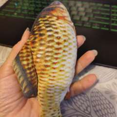 Фото отзыва 10019429