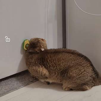 Игрушка для кошек Barbaks Мятный шар в пластике на липучке 4.5*5см в ассортименте: отзыв пользователя. Зоомагазин Зоозавр