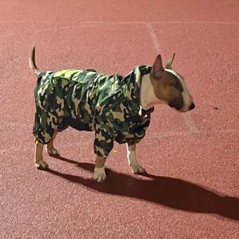 Дождевик-комбинезон Zoozavr хаки 60: отзыв пользователя. Зоомагазин Зоозавр