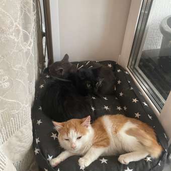 Корм для собак Purina One Mini здоровый вес индейка-рис 1.5кг: отзыв пользователя. Зоомагазин Зоозавр