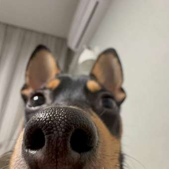 Жилет для собак и кошек Зоозавр: отзыв пользователя. Зоомагазин Зоозавр