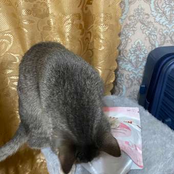 Корм сухой для котят ROYAL CANIN Kitten 300г: отзыв пользователя. Зоомагазин Зоозавр